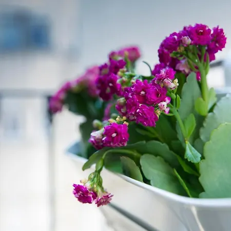 Dreams Estrela Lisboa